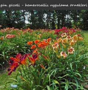 Berrylicious güngüzeli çiçeği saksıda hemerocallis