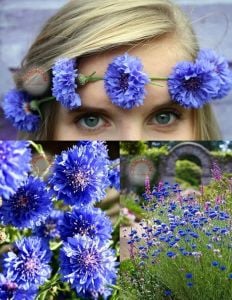 Mavi peygamber çiçeği tohumu centaurea cyanus cornflower