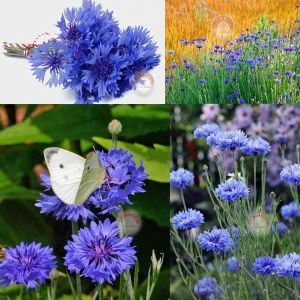Mavi peygamber çiçeği tohumu centaurea cyanus cornflower