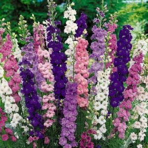 3 adet Black Knight hezaren çiçeği fidesi delphinium