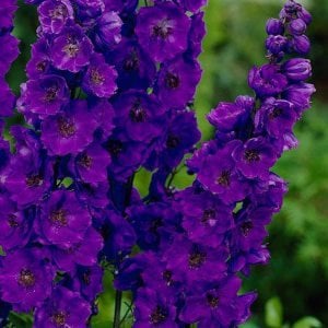 3 adet Black Knight hezaren çiçeği fidesi delphinium