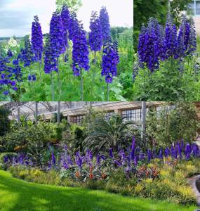 3 adet Black Knight hezaren çiçeği fidesi delphinium