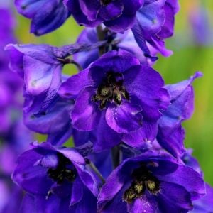 3 adet Black Knight hezaren çiçeği fidesi delphinium