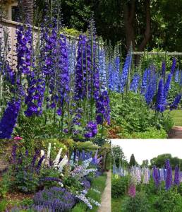 3 adet Black Knight hezaren çiçeği fidesi delphinium
