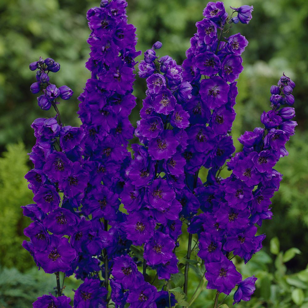 3 adet Black Knight hezaren çiçeği fidesi delphinium