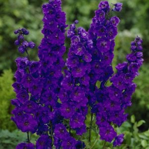 3 adet Black Knight hezaren çiçeği fidesi delphinium