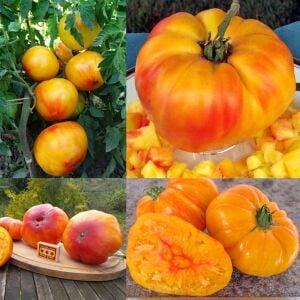 Arkansas Mucizesi Atalık Domates Tohumu Arkansas Marvel Tomato