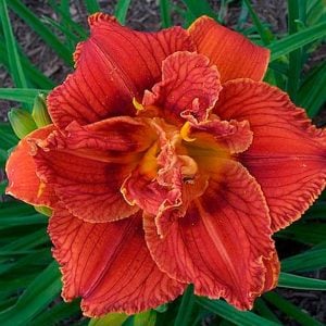 Paprika flame güngüzeli çiçeği saksıda hemerocallis