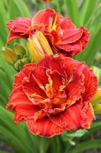Paprika flame güngüzeli çiçeği saksıda hemerocallis