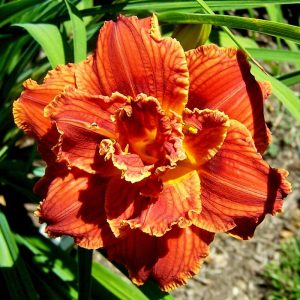 Paprika flame güngüzeli çiçeği saksıda hemerocallis