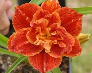 Paprika flame güngüzeli çiçeği saksıda hemerocallis