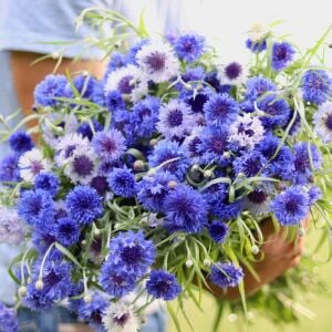 Mavi beyaz peygamber çiçeği tohumu karışımı centaurea cyanus cornflower
