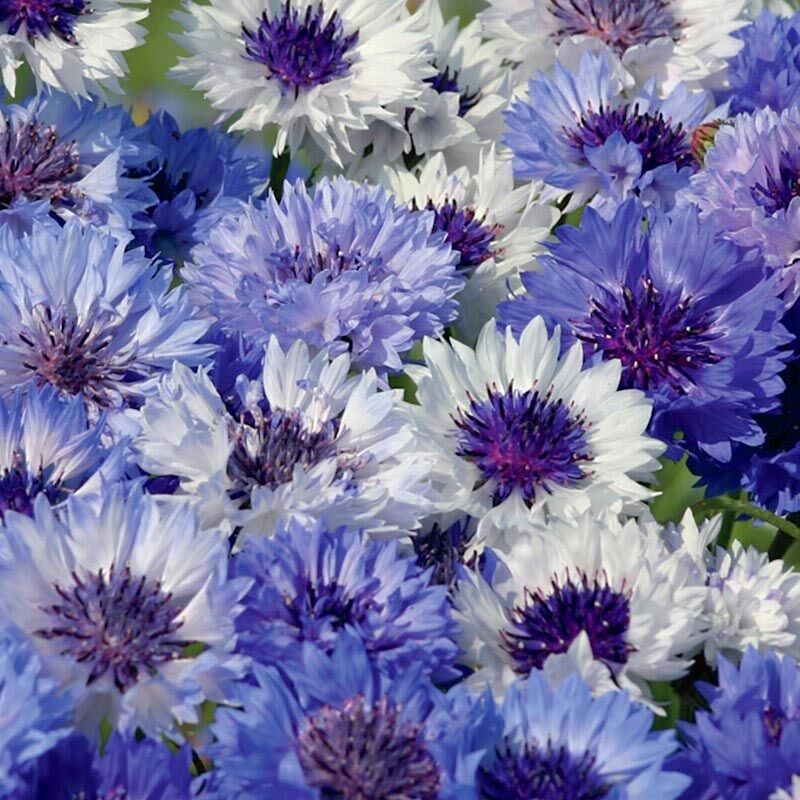 Mavi beyaz peygamber çiçeği tohumu karışımı centaurea cyanus cornflower