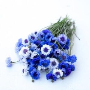 Mavi beyaz peygamber çiçeği tohumu karışımı centaurea cyanus cornflower