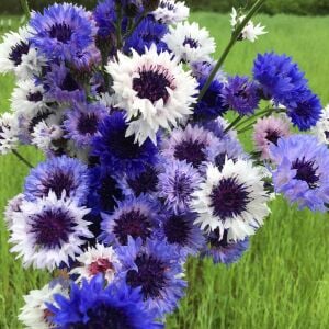 Mavi beyaz peygamber çiçeği tohumu karışımı centaurea cyanus cornflower