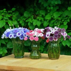 Mavi beyaz peygamber çiçeği tohumu karışımı centaurea cyanus cornflower