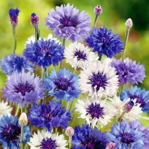 Mavi beyaz peygamber çiçeği tohumu karışımı centaurea cyanus cornflower