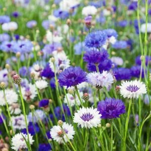 Mavi beyaz peygamber çiçeği tohumu karışımı centaurea cyanus cornflower
