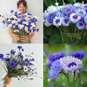 Mavi beyaz peygamber çiçeği tohumu karışımı centaurea cyanus cornflower