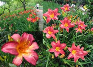 Cherry Cheeks güngüzeli çiçeği saksıda hemerocallis