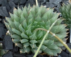 Haworthia bolusii sukulent bitki