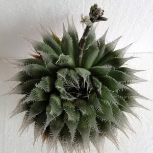 Haworthia bolusii sukulent bitki