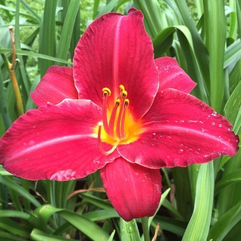 Cherry Cheeks güngüzeli çiçeği saksıda hemerocallis