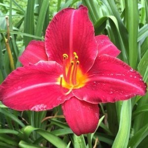 Cherry Cheeks güngüzeli çiçeği saksıda hemerocallis
