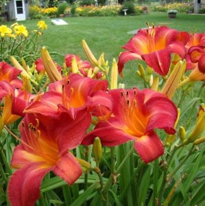 Cherry Cheeks güngüzeli çiçeği saksıda hemerocallis
