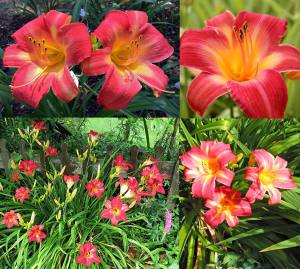 Cherry Cheeks güngüzeli çiçeği saksıda hemerocallis