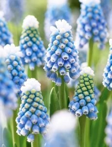 Üzüm sümbülü soğanı mavi beyaz ithal muscari mount hood karyağdı