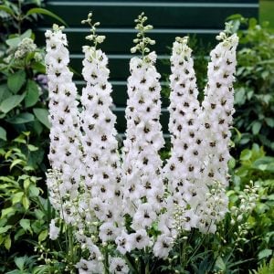 3 adet Galahad hezaren çiçeği fidesi delphinium