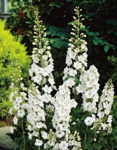 3 adet Galahad hezaren çiçeği fidesi delphinium