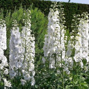 3 adet Galahad hezaren çiçeği fidesi delphinium