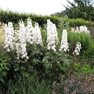 3 adet Galahad hezaren çiçeği fidesi delphinium