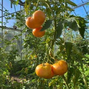 Dixie Golden Giant Atalık Dev Domates Tohumu