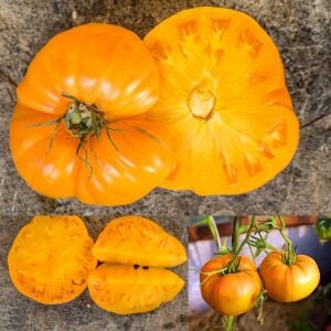 Dixie Golden Giant Atalık Dev Domates Tohumu