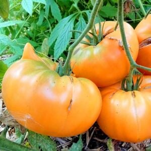 Dixie Golden Giant Atalık Dev Domates Tohumu