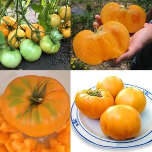 Dixie Golden Giant Atalık Dev Domates Tohumu
