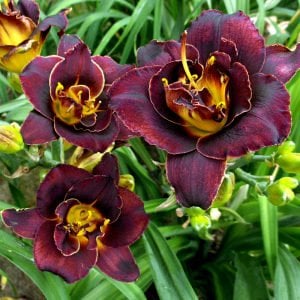 Voodoo Dancer güngüzeli çiçeği saksıda hemerocallis