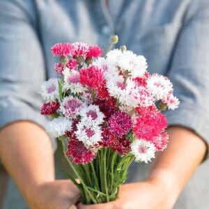 Romantik peygamber çiçeği tohumu karışımı centaurea cyanus cornflower