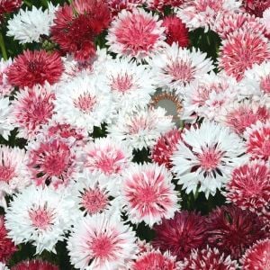 Romantik peygamber çiçeği tohumu karışımı centaurea cyanus cornflower