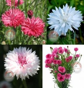 Romantik peygamber çiçeği tohumu karışımı centaurea cyanus cornflower