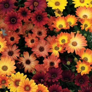 Tradewinds Terracota bodrum papatyası ithal osteospermum
