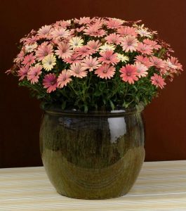 Tradewinds Terracota bodrum papatyası ithal osteospermum