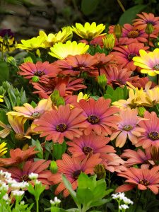 Tradewinds Terracota bodrum papatyası ithal osteospermum