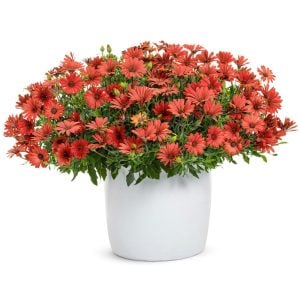 Tradewinds Terracota bodrum papatyası ithal osteospermum