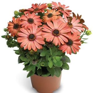 Tradewinds Terracota bodrum papatyası ithal osteospermum