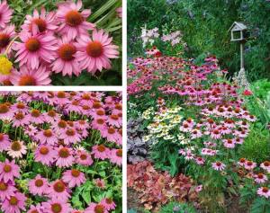 Bravado ekinezya fidesi echinacea rudbeckia bravado
