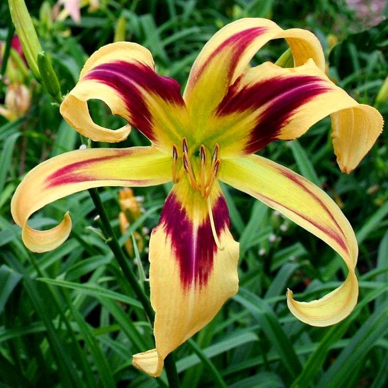 Free Wheelin güngüzeli çiçeği saksıda hemerocallis